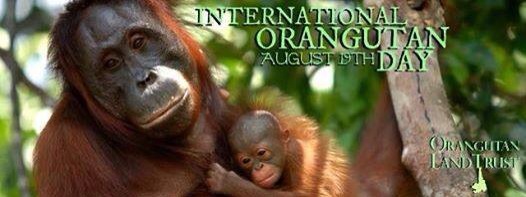 Orangutan Day 1