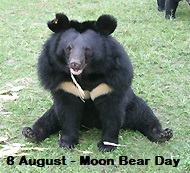 adopt bear 8 Aug