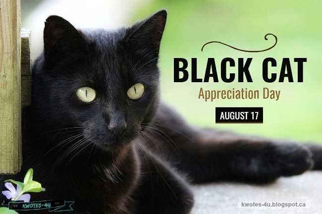 Cat Black Appreciation