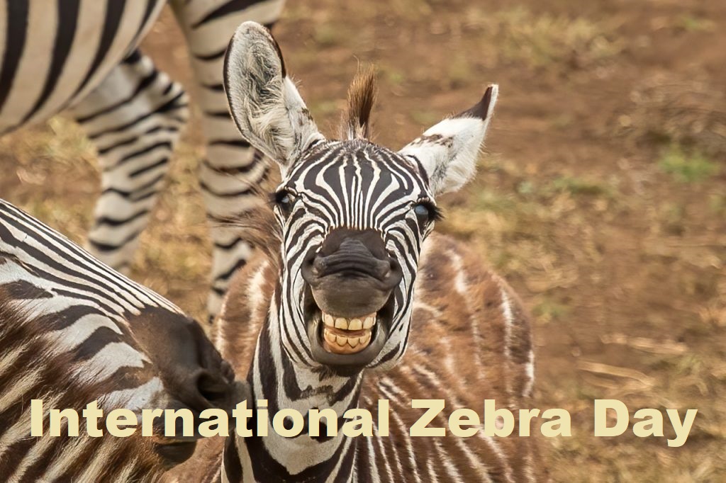 Intl Zebra Day 2