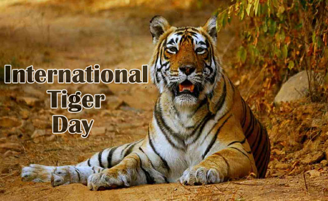 International Tiger Day 3