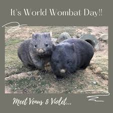 World Wombat Day 1